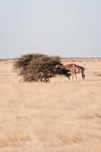drying savannah nature safari animal giraffe;eating;savannah animals in the wild africa