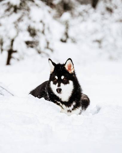 invierno Husky siberiano;perro animal nieve pura raza perro al aire libre perro mascotas