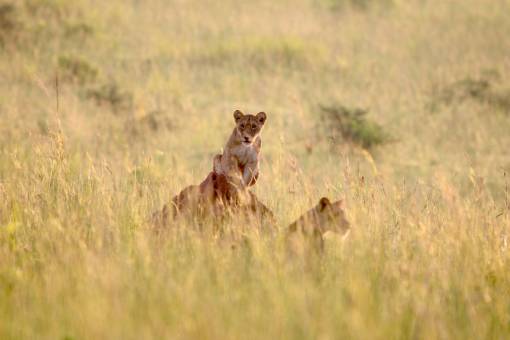 undomesticated cat animals in the wild lion;family;savannah africa animal mammal nature