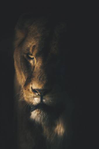 undomesticated cat feline feline lion;portrait lion animal animals in the wild