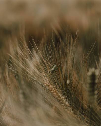 wheat wheat cricket;wild grass nature close-up outdoors summer agriculture