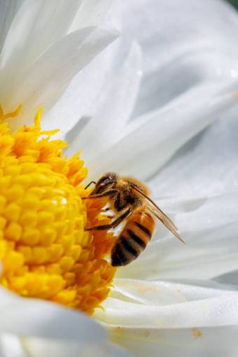 yellow nature flower close-up bee bee;flower;pollen summer