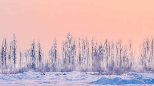 paisaje invernal Paisaje invernal con cielo rosado