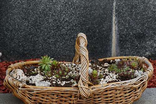 cactus wicker nature garden decoration upclose wood flora basket wooden 