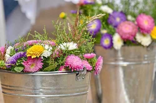 bucket decoration flower still elegance arrangement bouquet bucket blooming flowers garden