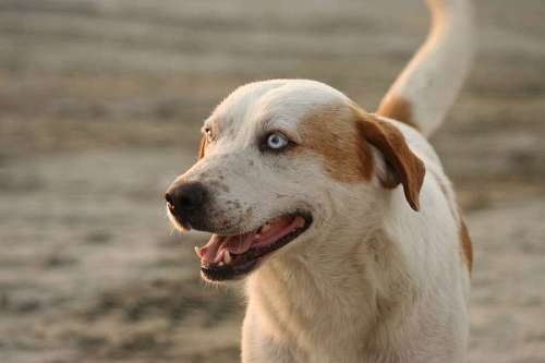 retriever dog cheerful hunting head happy retriever canine pet animal pas lova?ki  psi ljubimac retriver