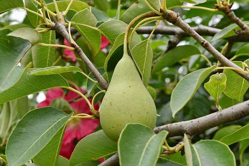 pear fruit garden leaf pears flower flora branch nature tree 