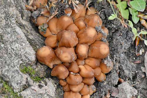 mushroom fungus brown wood mushroom nature upclose ground outdoors texture tree spore