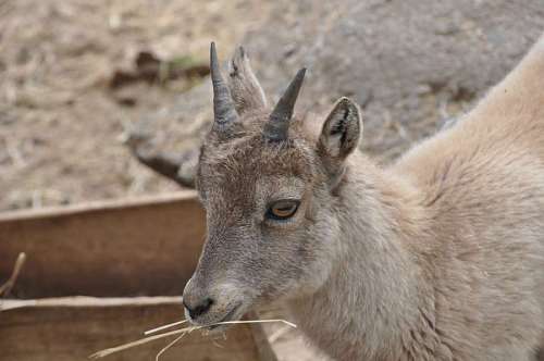 horn-of-africa goat horn animal wild zoology portrait wildlife zoo fur  animals