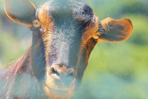 nariz cabra boca nariz ojos cabeza animal fauna al aire libre retrato cabras animales