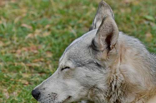 husky side ear portrait grey dog fur animal canine nature pemandangan hewan paling hits  dogs abu animals