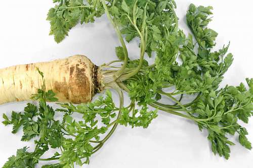 root parsley aromatic vitamin cooking antioxidant root vegetable spice leaf kb