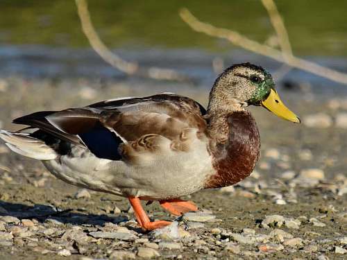 side duck mallard sand portrait bird feather wildlife birds 