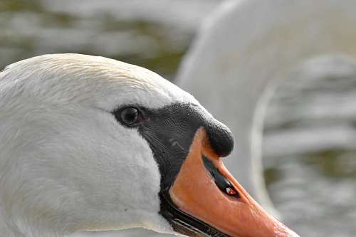swan skin eye bird head portrait aquatic waterfowl wildlife nature