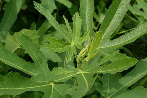 orchard tree orchard fruit garden leaf leaves nature herb biology plant kb