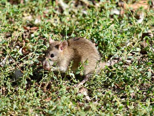 wild mouse grass outdoors rodent wildlife nature maus tierwelt nagetier natur fur animal gras pelz niedlich freien tier roedor kb