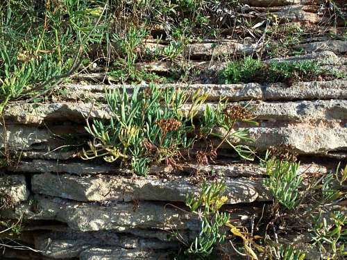 erosion plants on rocks