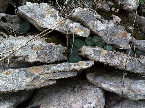 muros plantas en muro