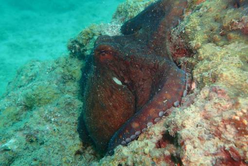 underwater Closeup of an Octopus in the ocean