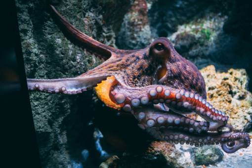 underwater Closeup of an Octopus in the ocean