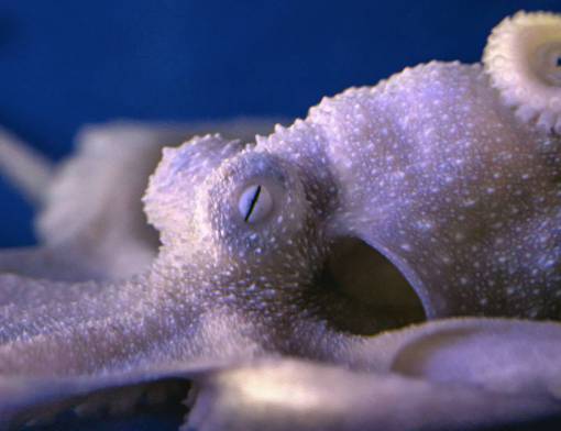 underwater Closeup of an Octopus in the ocean