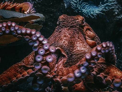 hd-wallpapers Closeup of an Octopus in the ocean