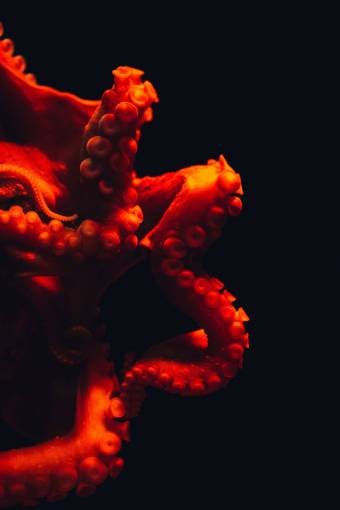 underwater Closeup of an Octopus in the ocean