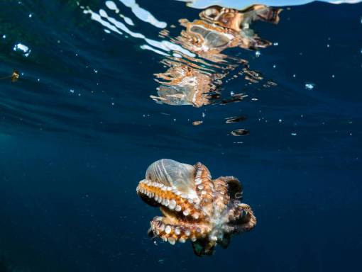 underwater Closeup of an Octopus in the ocean