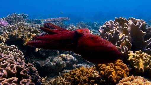 underwater Closeup of an Octopus in the ocean