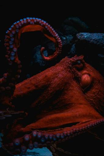 underwater Closeup of an Octopus in the ocean