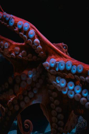 underwater Closeup of an Octopus in the ocean