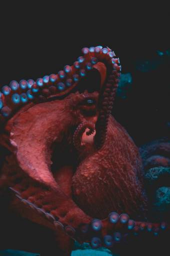 underwater Closeup of an Octopus in the ocean
