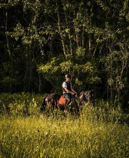 riding horse  horseback  rider  riding  training 