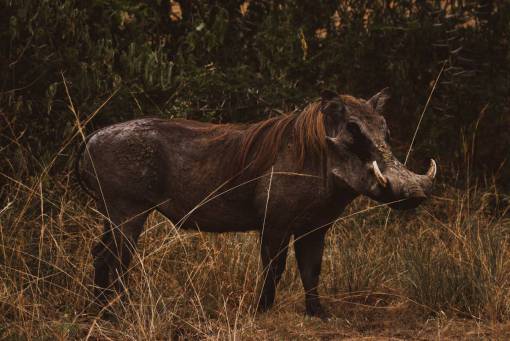 fangs animal animals in the wild mammal nature grass wild pig;fangs outdoors