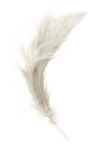  close-up feather overlay feather nature isolated animal