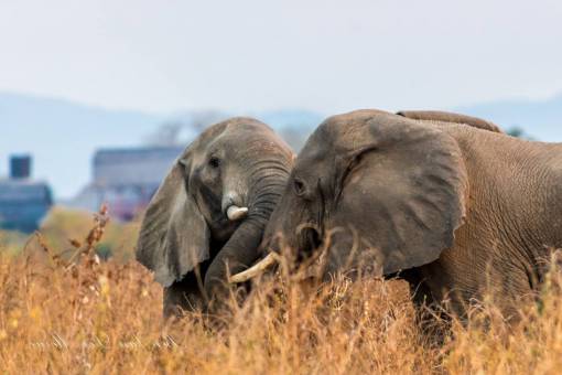 asian-and-indian-ethnicities Couple of Elephants 