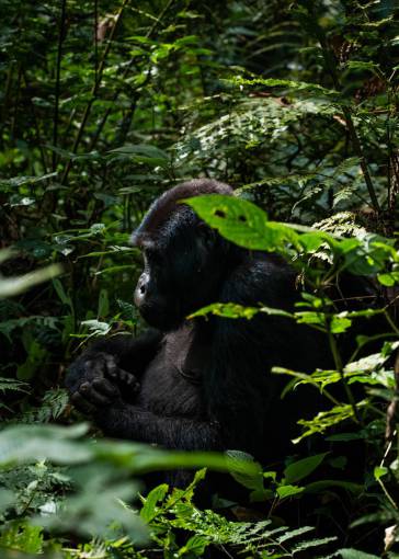 monk endangered species gorilla;jungle primate tropical rainforest animal nature animals in the wild