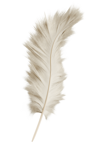 pluma primer plano naturaleza superposición animal pluma de un solo objeto