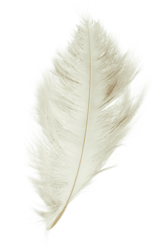 fragile  feather nature animal feather overlay single object close-up
