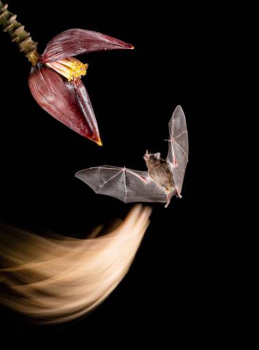Fruit bat