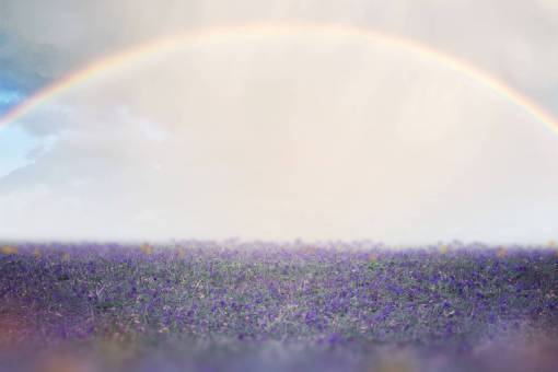 purple Fondo de campo y arco iris de lavanda