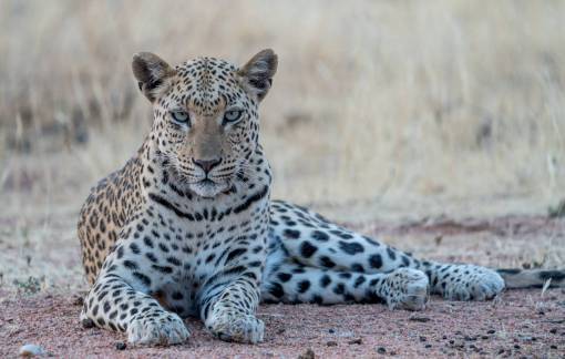 Leopard staring at camera