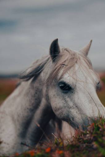 horse nature outdoors farm white horse stallion horse animal