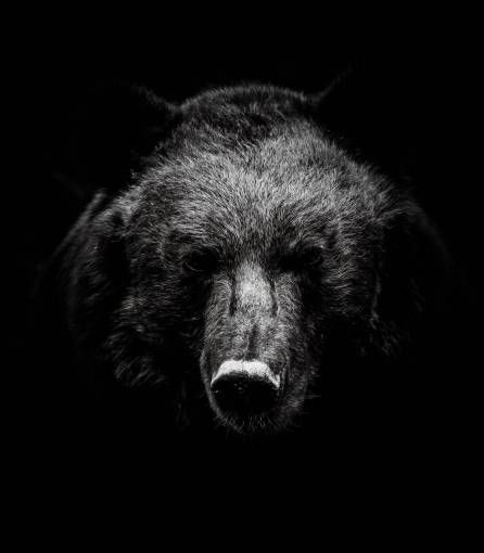 asian-and-indian-ethnicities Portrait of a bear, tibetan bear