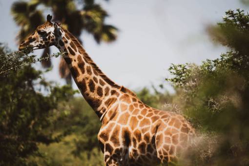 area safari animals giraffe animals in the wild africa nature animal giraffe