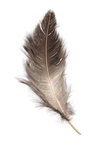 fragile  single object animal overlay feather macro close-up feather