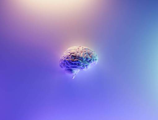 educacion Cerebro 3d