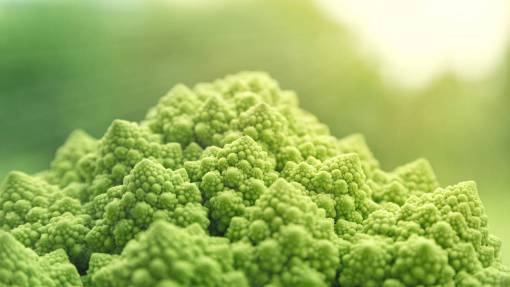 Closeup of a broccoli