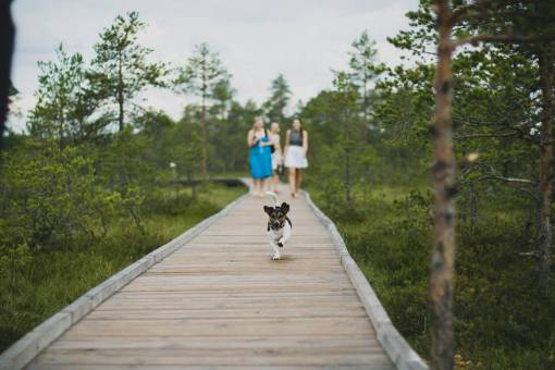 educacion Perro paseando con sus dueños