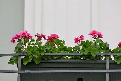 balcony arrangement flower garden flowerpot plant decoration flowers nature flora